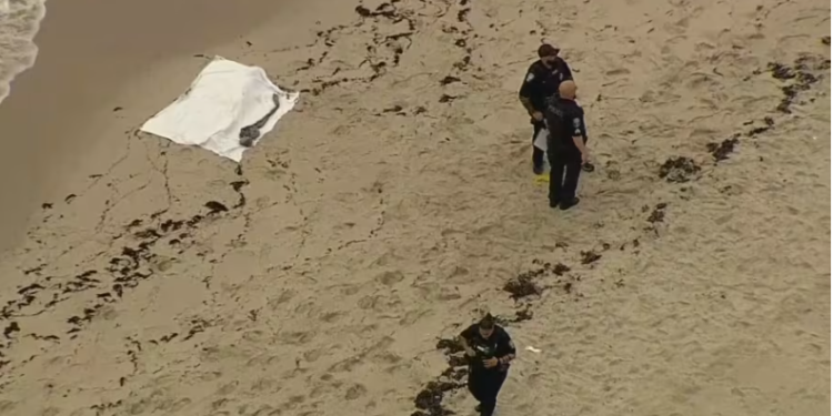 Body found along shore in Hollywood Beach